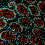 Small intestine stained with DAPI and a red marker.